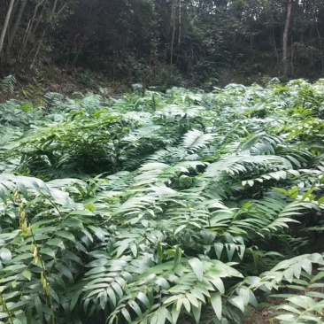 种苗基地直有要苗的欢迎来