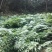 种苗基地直有要苗的欢迎来