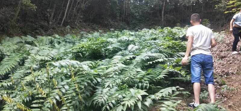 种苗基地直有要苗的欢迎来