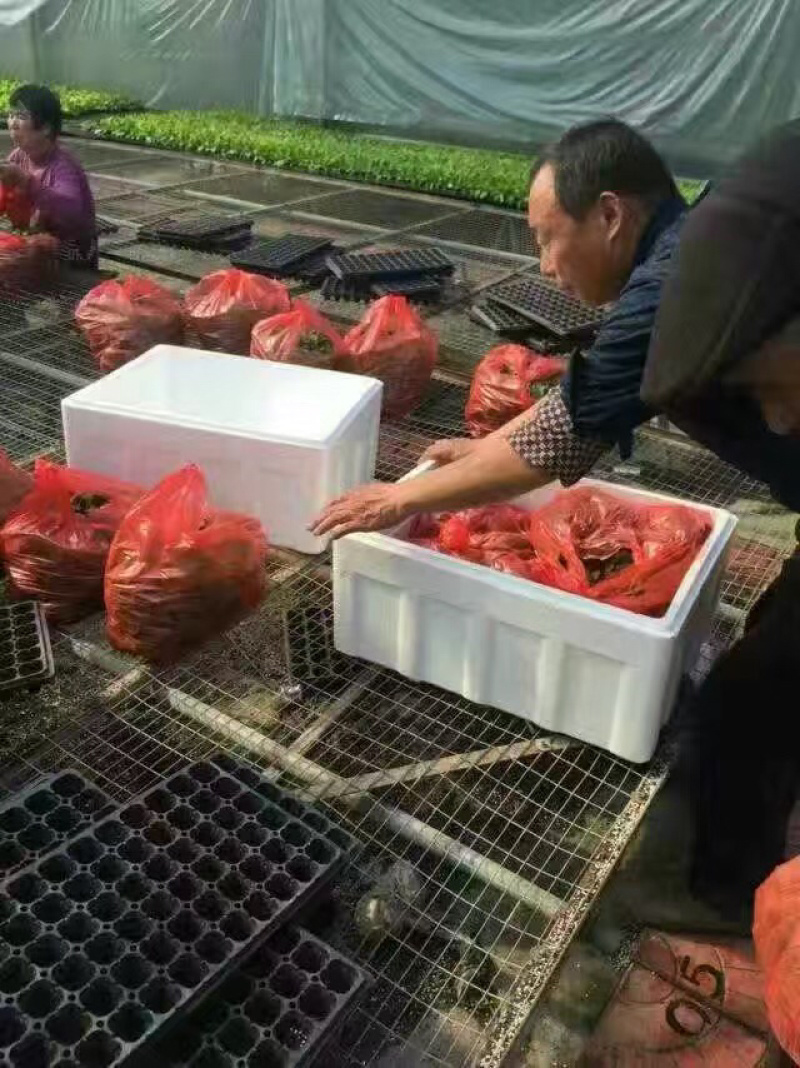 黄瓜苗预定中，黄瓜苗品种价格，批发强雌黄瓜种苗厂