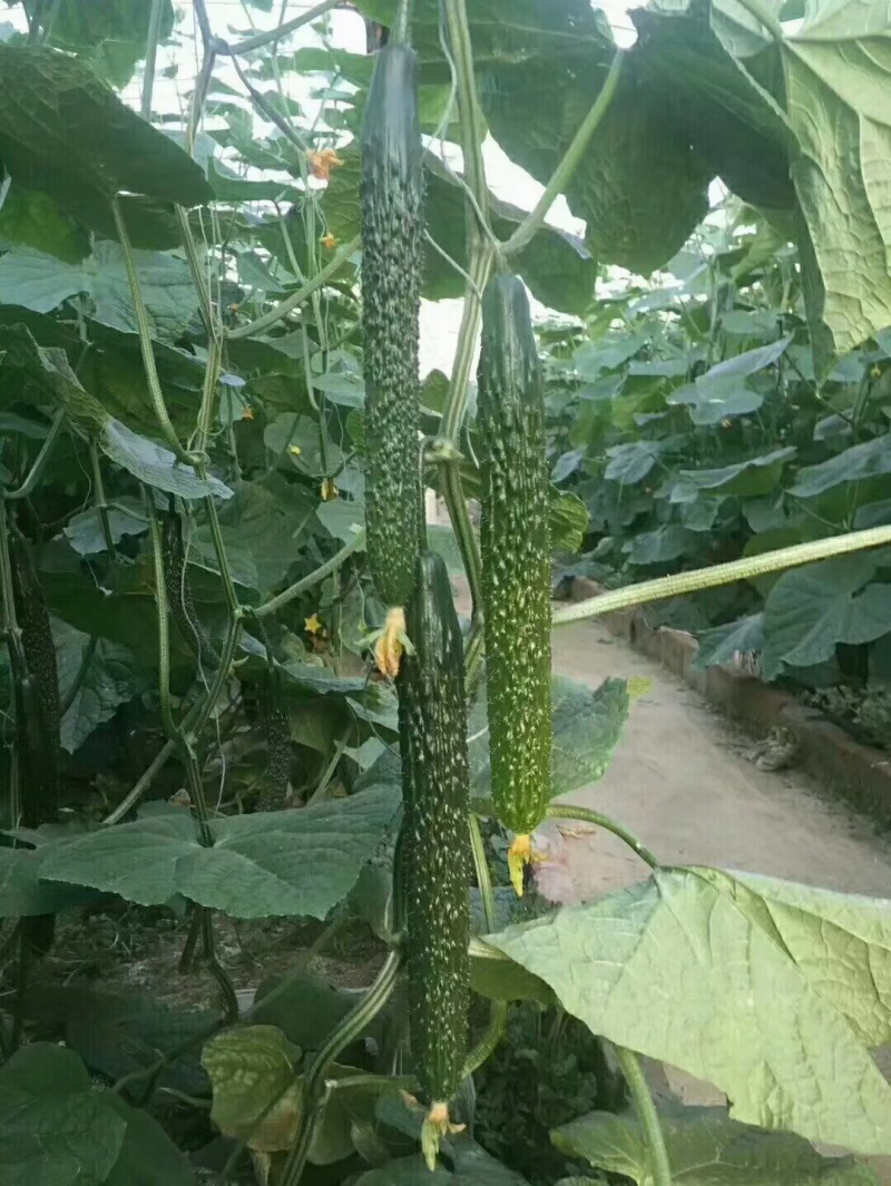 德瑞特黄瓜苗厂家可嫁接，可代育