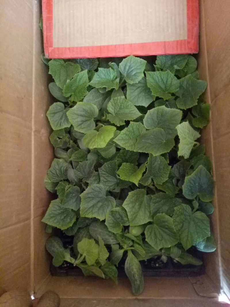 德瑞特黄瓜苗厂家可嫁接，可代育