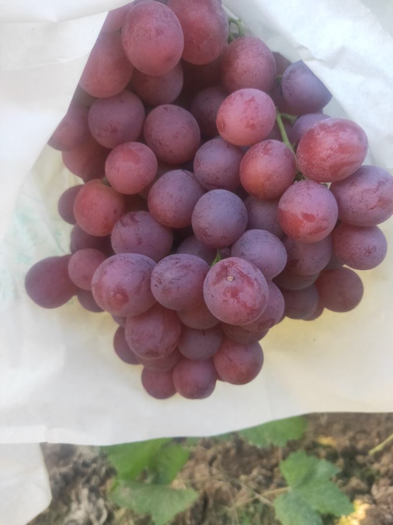精品红提脆甜红提，！！！！！！！