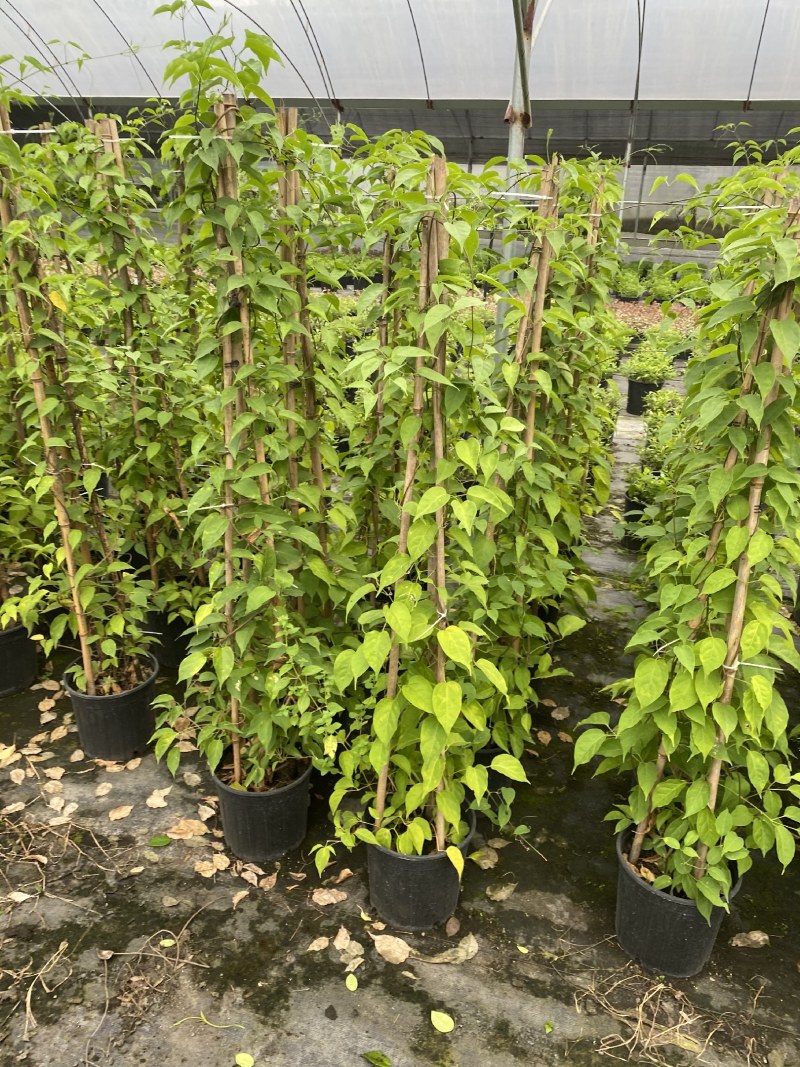 炮仗花加伦杯，高度1.5-2米，一杯两到三根
