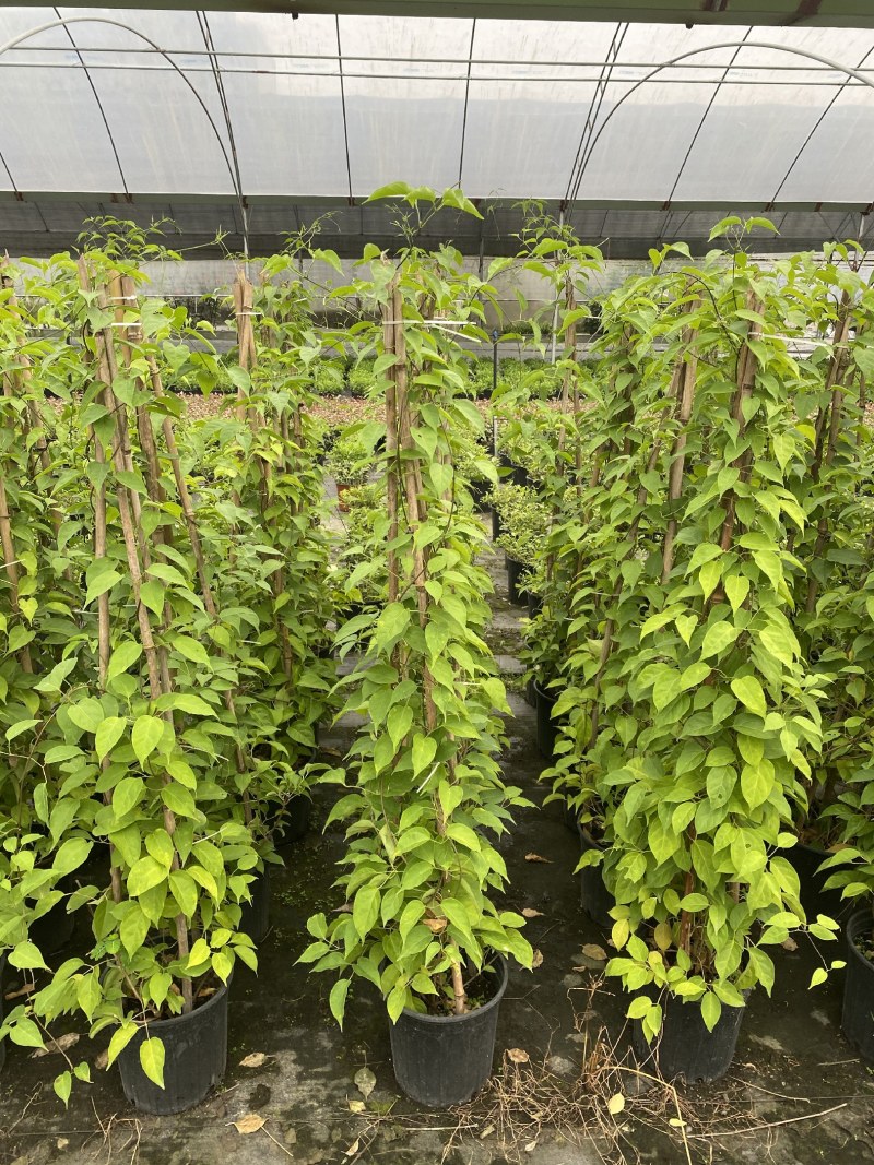 炮仗花加伦杯，高度1.5-2米，一杯两到三根
