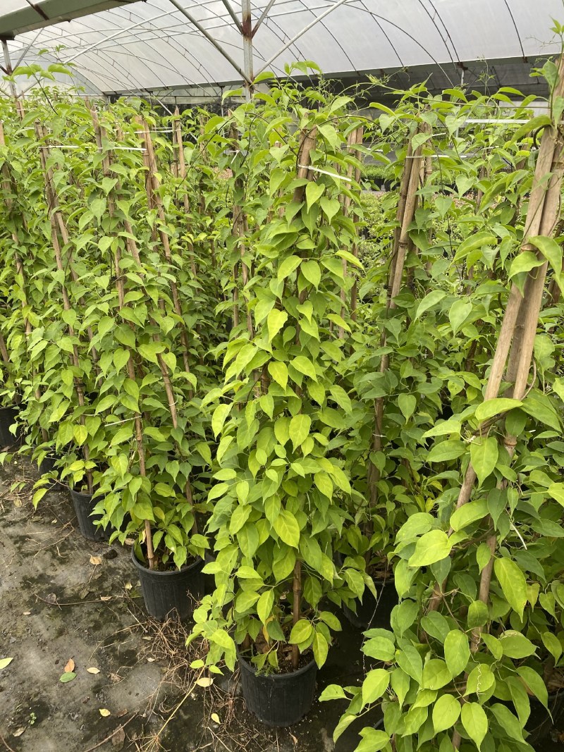 炮仗花加伦杯，高度1.5-2米，一杯两到三根