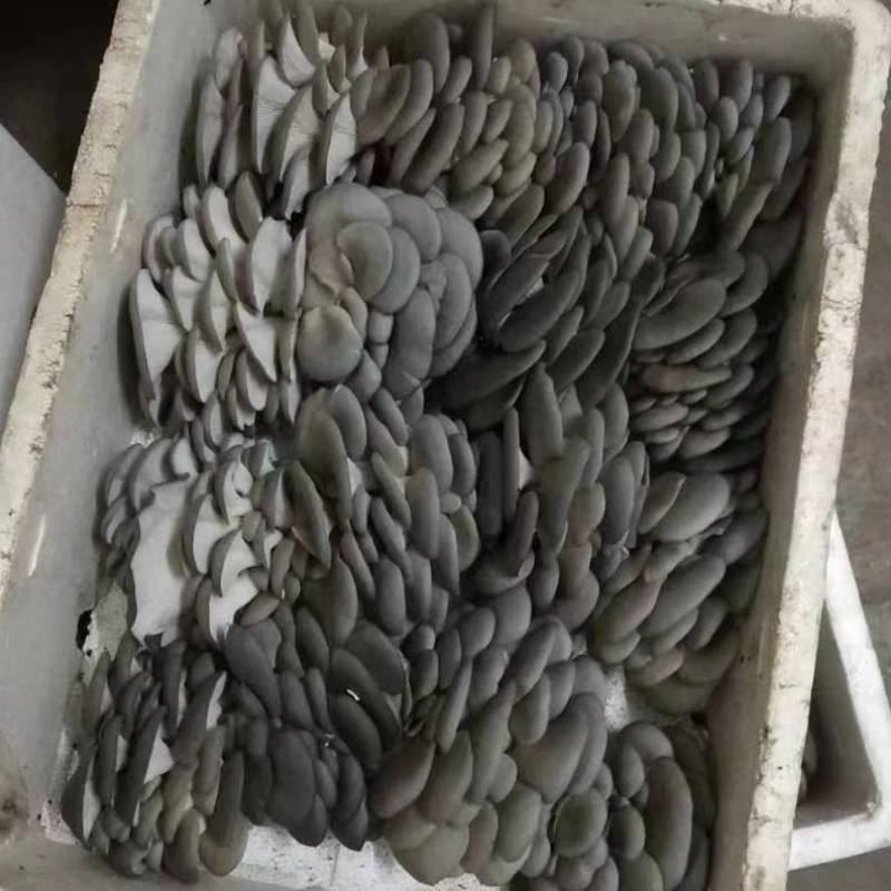 平菇熟料菌棒产量高量大从优物美价廉