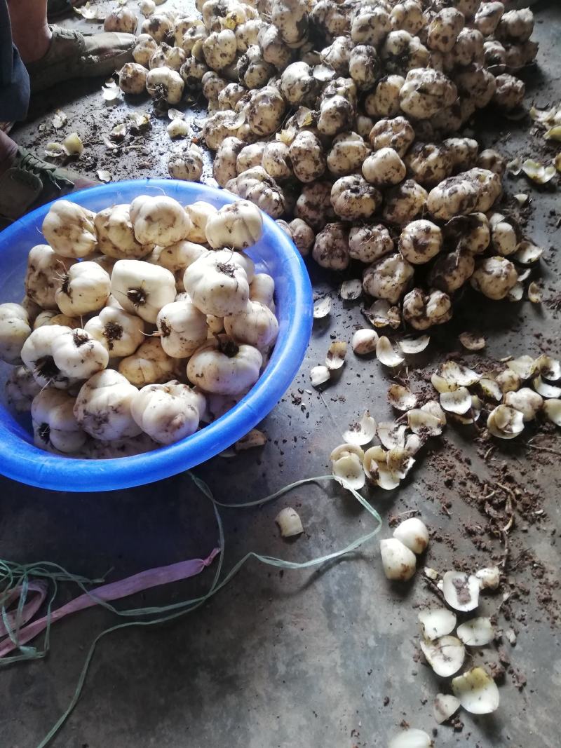 药食两用鲜百合，可常年供货