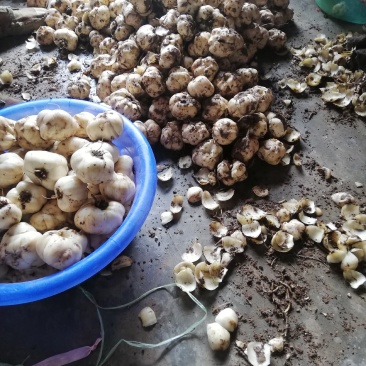 药食两用鲜百合，可常年供货