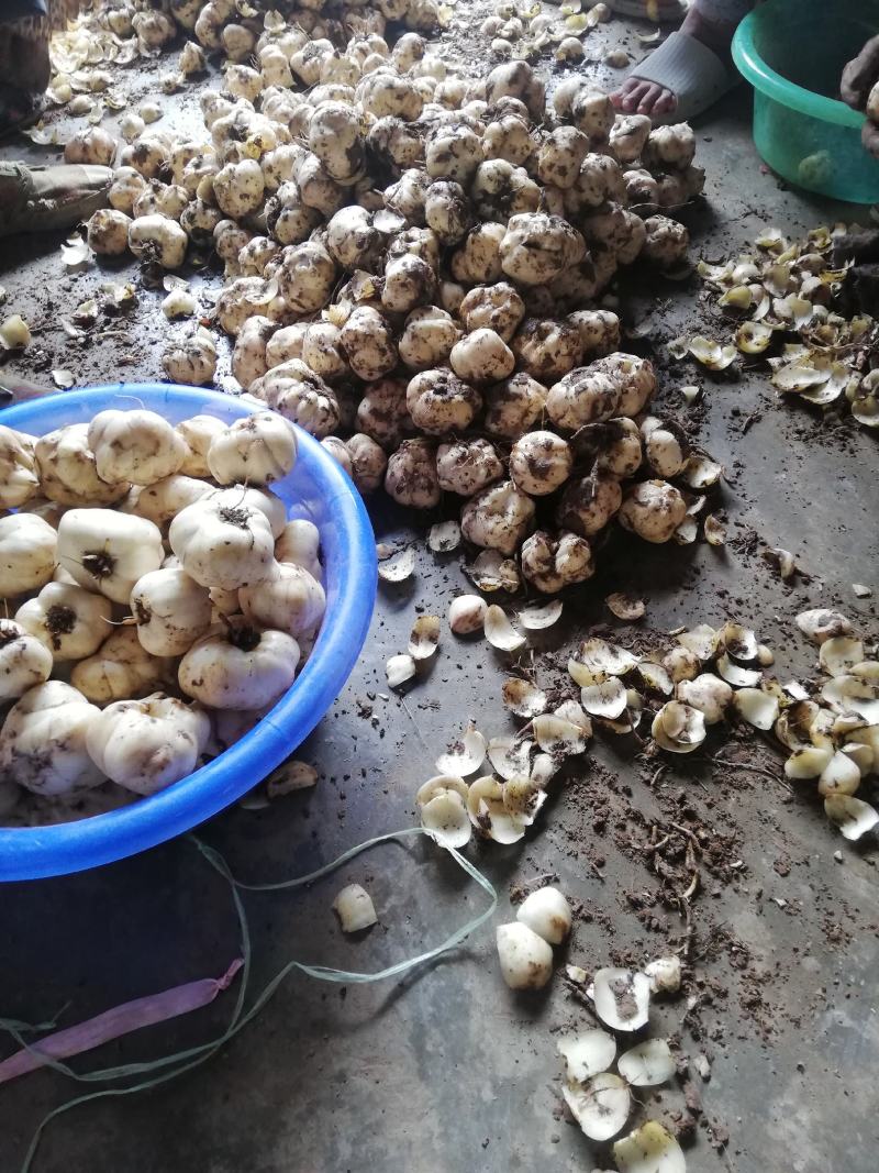 药食两用鲜百合，可常年供货