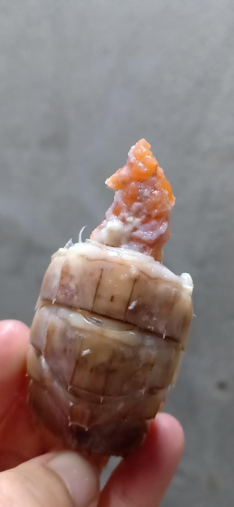生猛皮皮虾鲜活皮皮虾赖尿虾螳螂虾熟冻皮皮虾