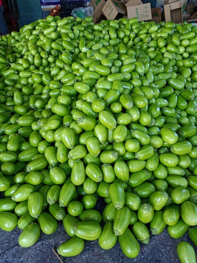 大棚青茄子大量上市.
