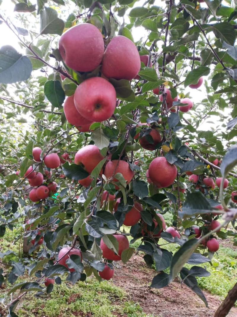 云南昭通丑苹果冰糖心大量上市了