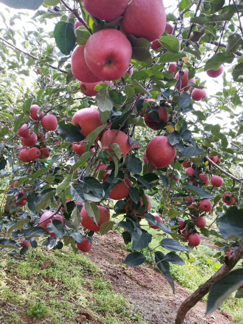 云南昭通丑苹果冰糖心大量上市了