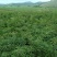 白鲜皮，赤芍苗，种子有要的可以联系我。
