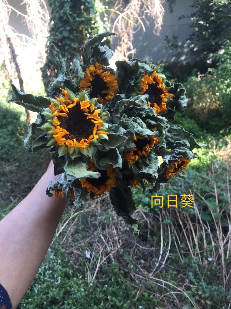云南向日葵干花花束自然风干花艺