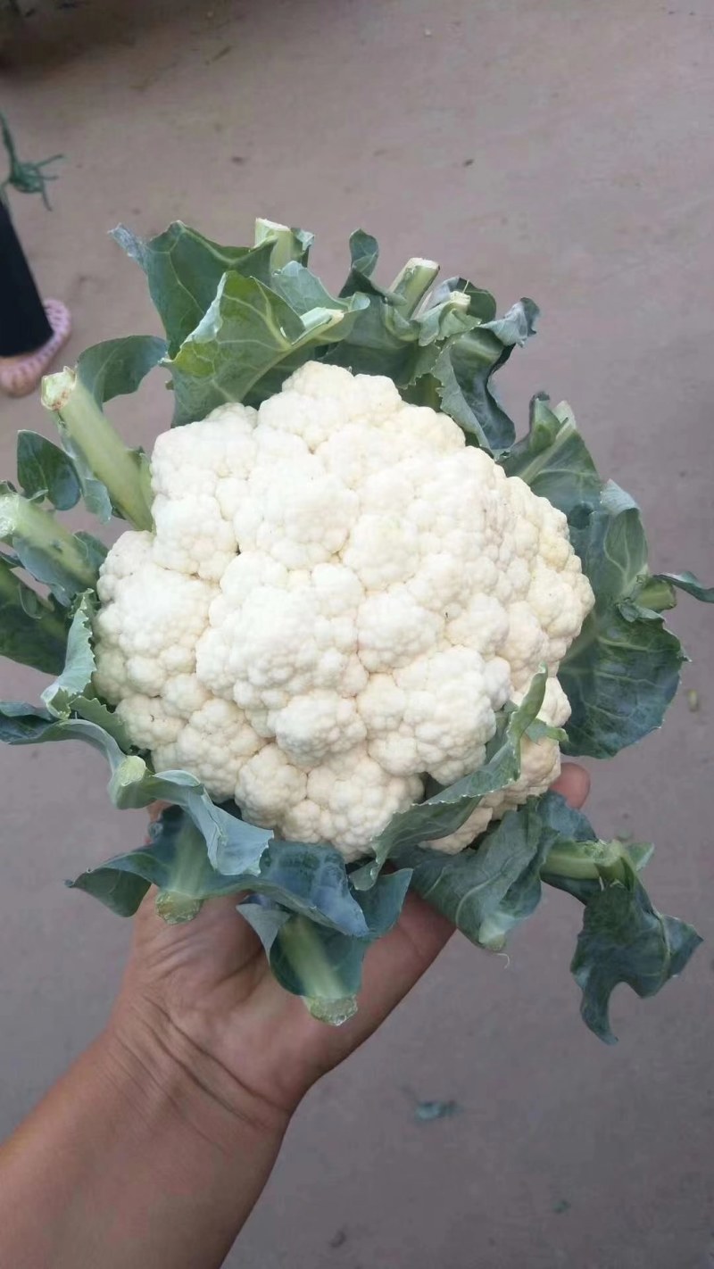 河北邯郸白实花菜大量上市了，质量上乘交通方便，城信经营