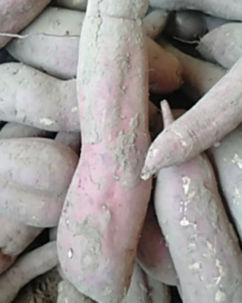 板栗红薯，味道口感特别好吃
