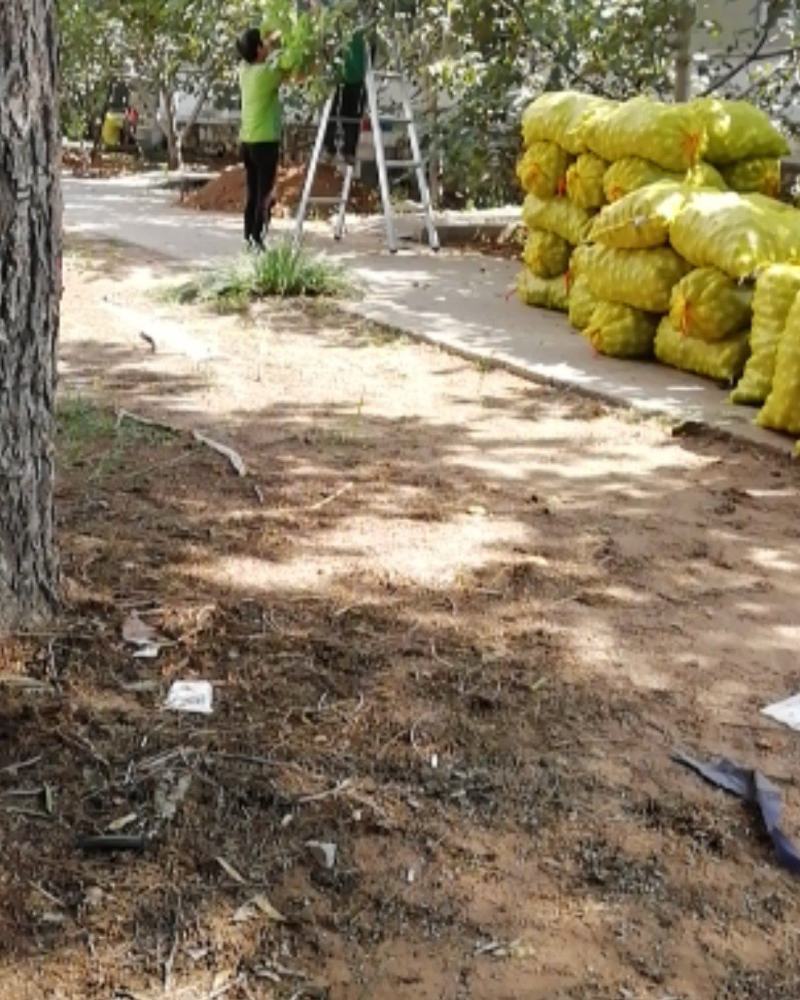 清香辽细大量收购中抓紧预订了