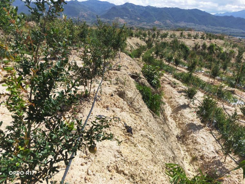 石榴包基地云南便宜价
