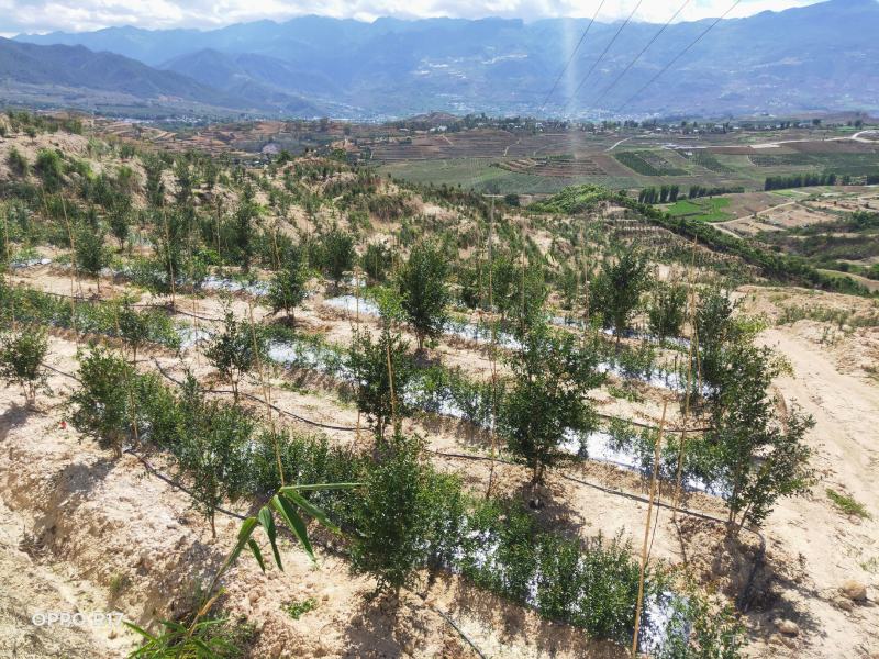 石榴包基地云南便宜价