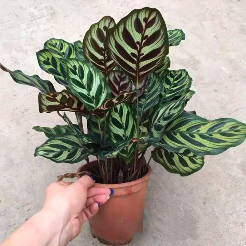 精品孔雀竹芋工地地被室内盆栽质量保证一手货源