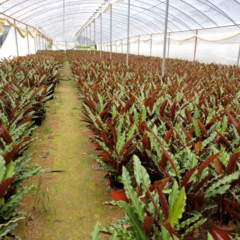 精品孔雀竹芋工地地被室内盆栽质量保证一手货源