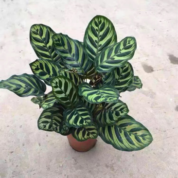 精品孔雀竹芋工地地被室内盆栽质量保证一手货源