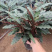 精品孔雀竹芋工地地被室内盆栽质量保证一手货源