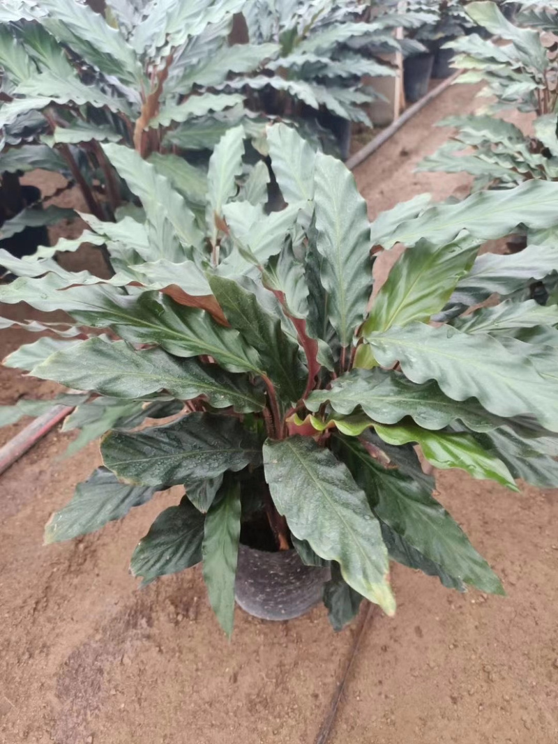 精品孔雀竹芋工地地被室内盆栽质量保证一手货源