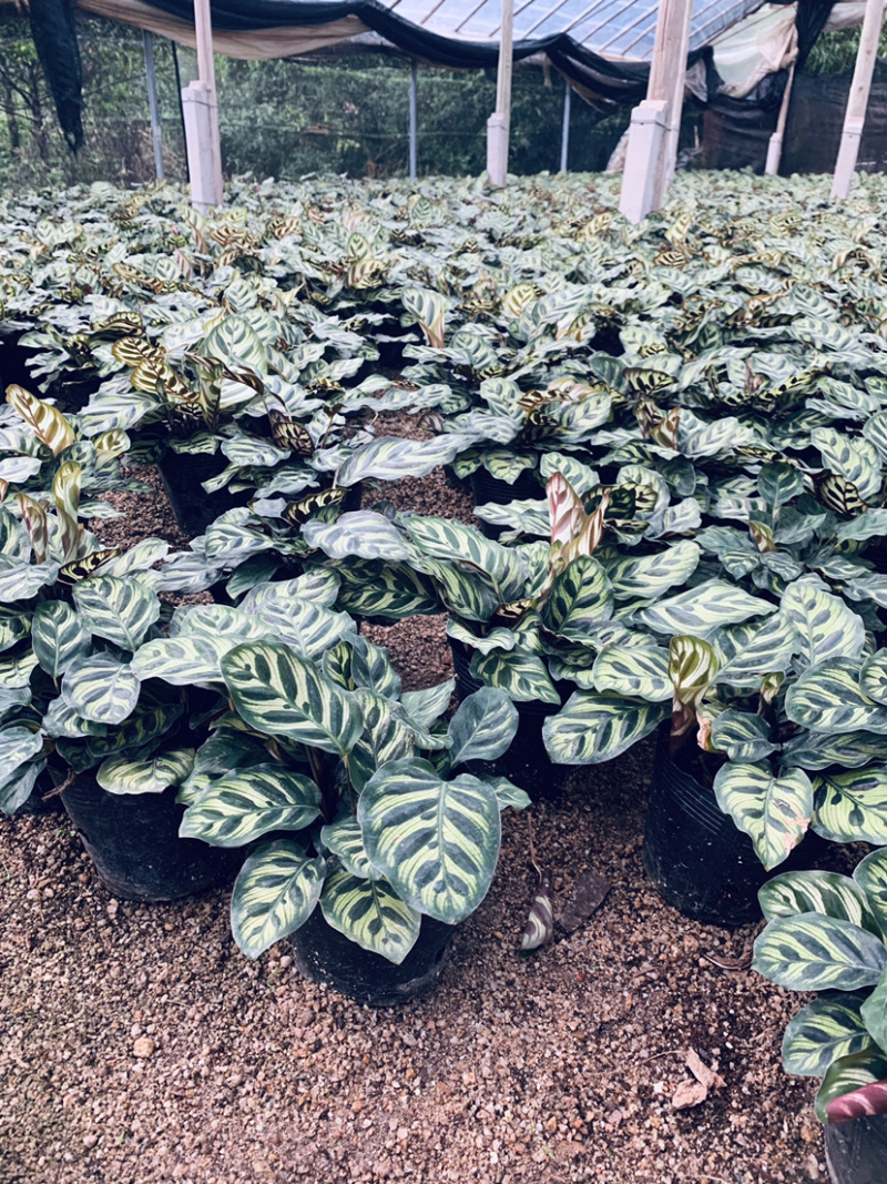 精品孔雀竹芋工地地被室内盆栽质量保证一手货源
