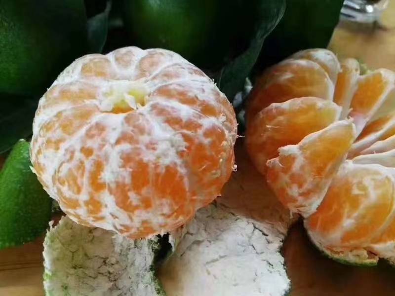 蜜桔四川资中特早蜜桔