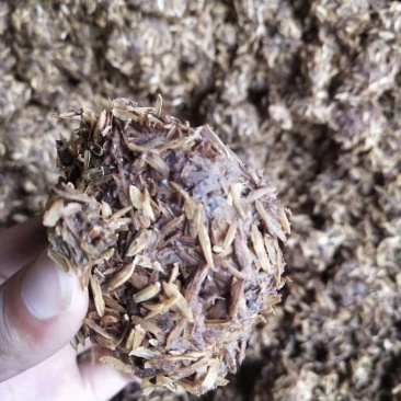 宜宾新鲜酒糟，养牛养羊，家禽家畜，蛋白13.5左右