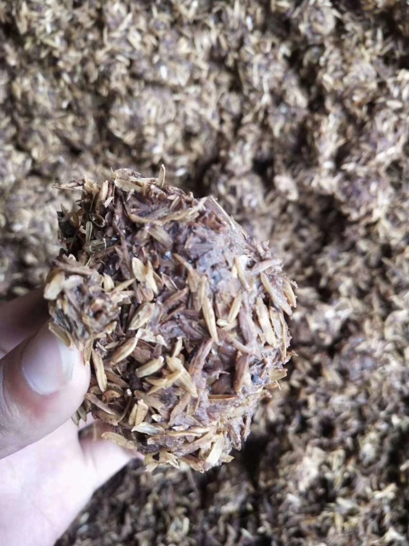 宜宾新鲜酒糟，养牛养羊，家禽家畜，蛋白13.5左右