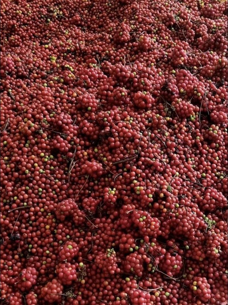 粉防己。种苗，土木香，汉防己，白木香种苗种子提供育苗技术