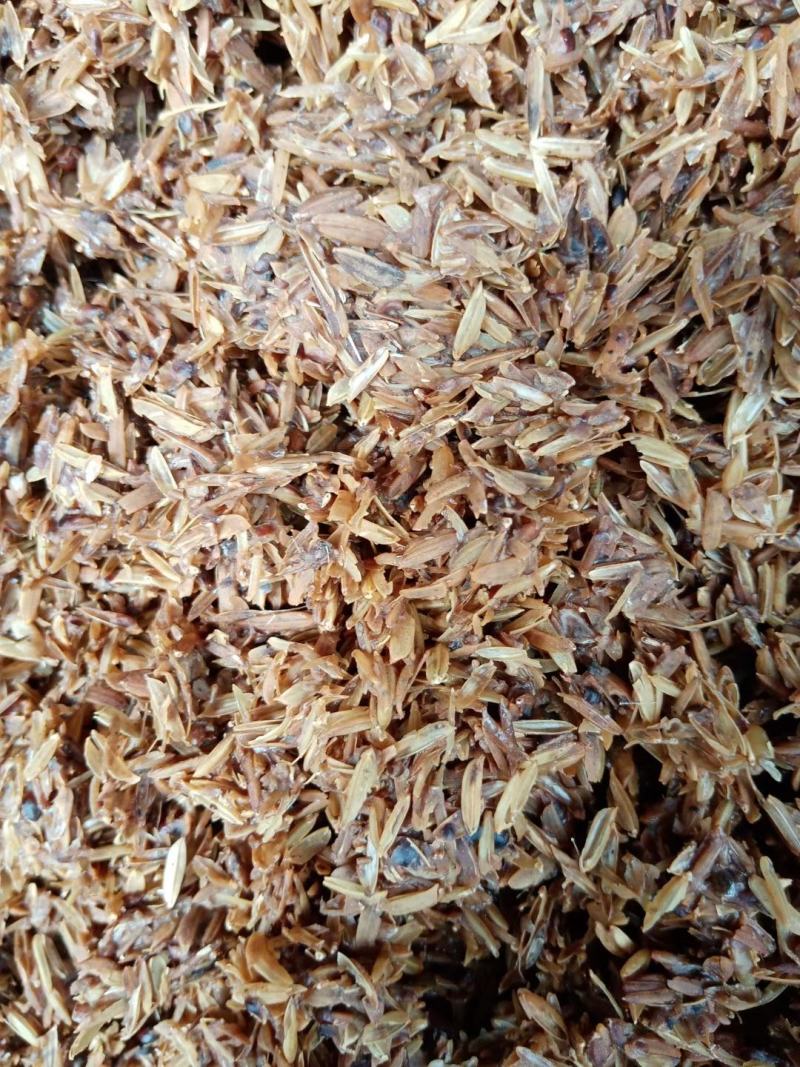 宜宾新鲜酒糟，养牛养羊，家禽家畜，蛋白13.5左右