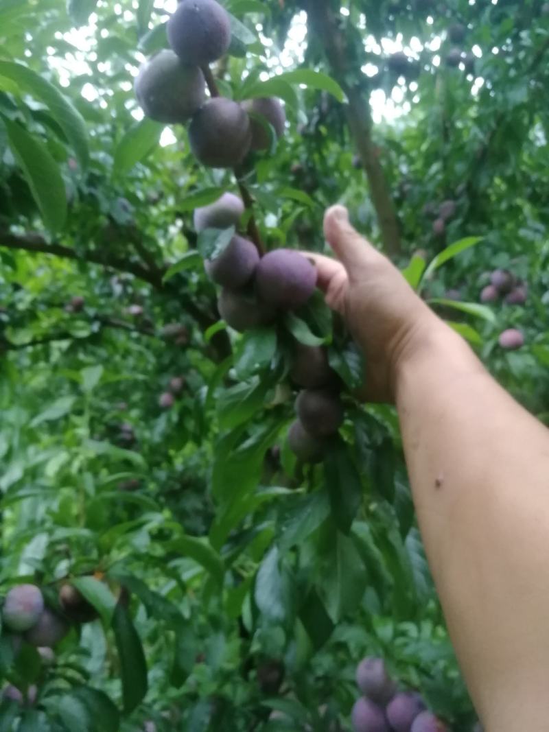 阿坝州茂县青脆李大量上市欢迎各位老板前来采购