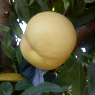 黄油桃油桃批发套袋油桃预售