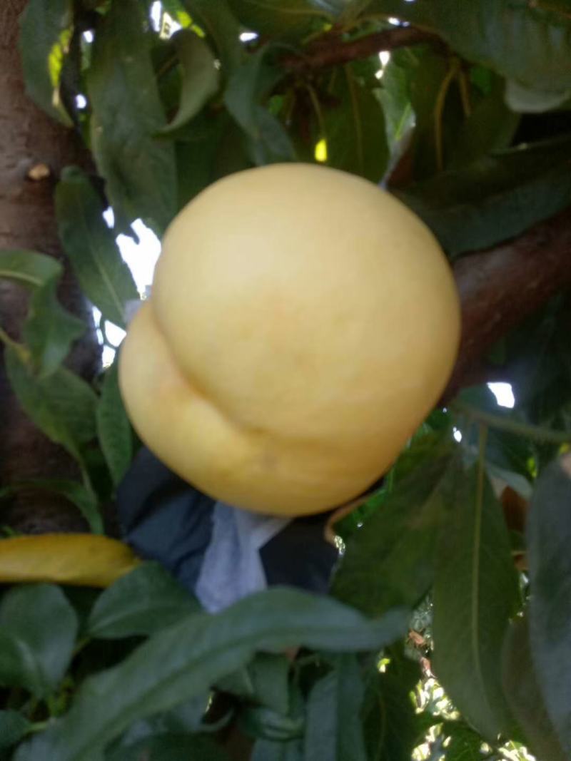 黄油桃油桃批发套袋油桃预售