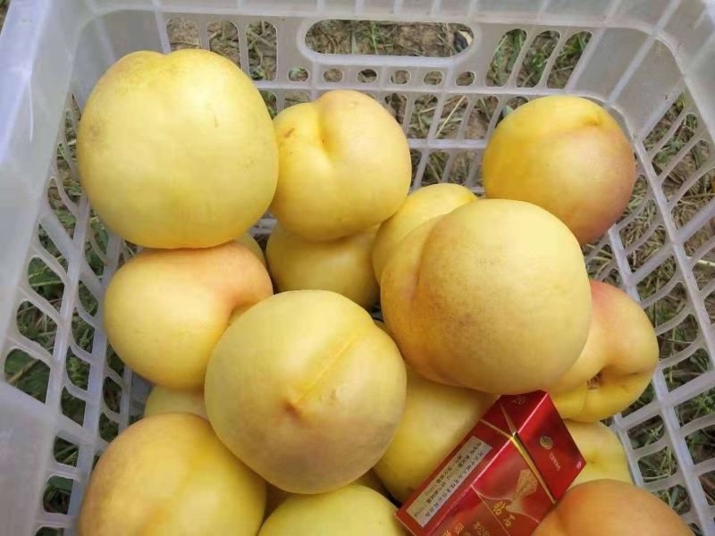 黄油桃油桃批发套袋油桃预售