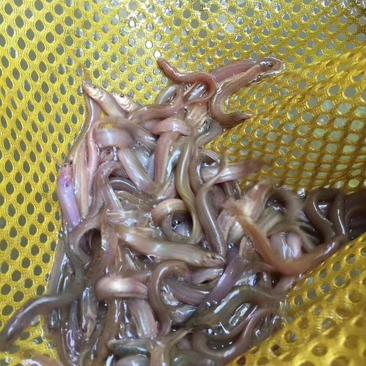 自家养殖基地直销杂交泥鳅鱼苗，台湾泥鳅鱼苗。