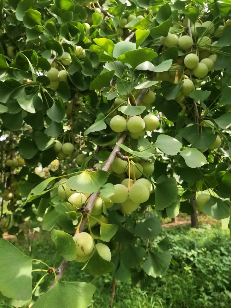 干果白果子新鲜白果仁可以生吃的白果仁优质白果种子