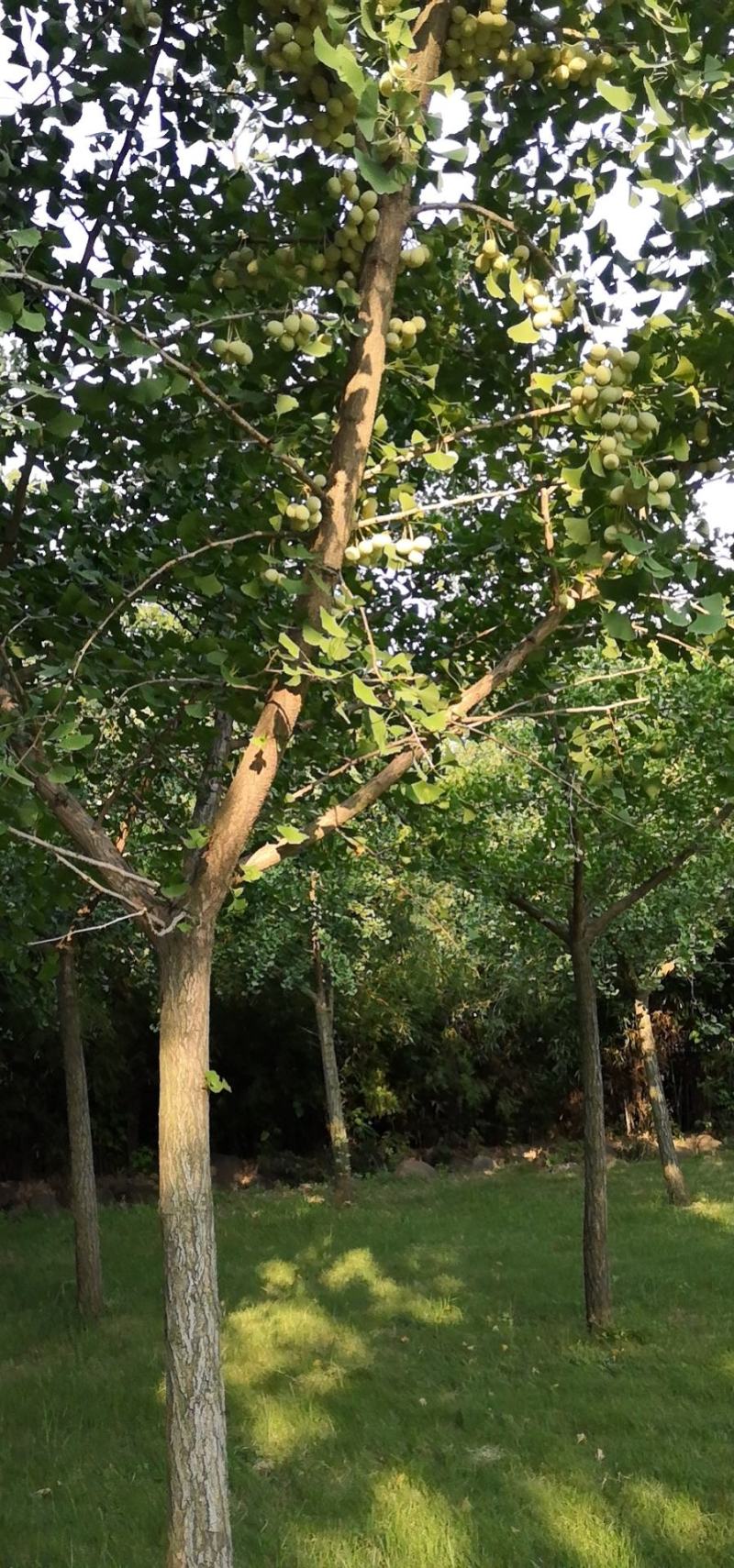 干果白果子新鲜白果仁可以生吃的白果仁优质白果种子