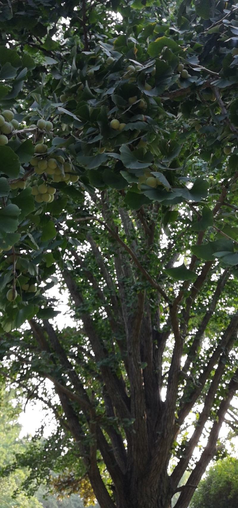 干果白果子新鲜白果仁可以生吃的白果仁优质白果种子