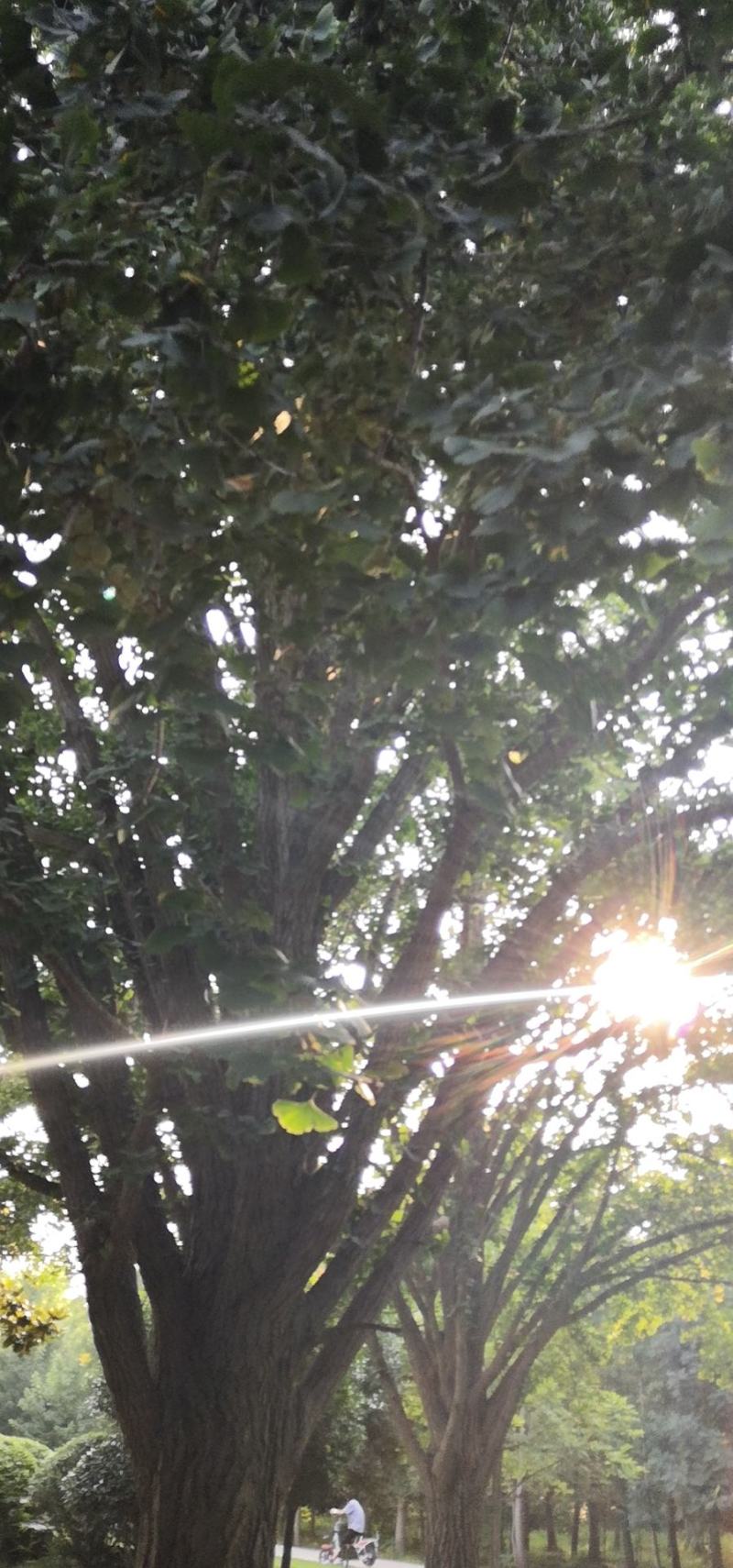 干果白果子新鲜白果仁可以生吃的白果仁优质白果种子