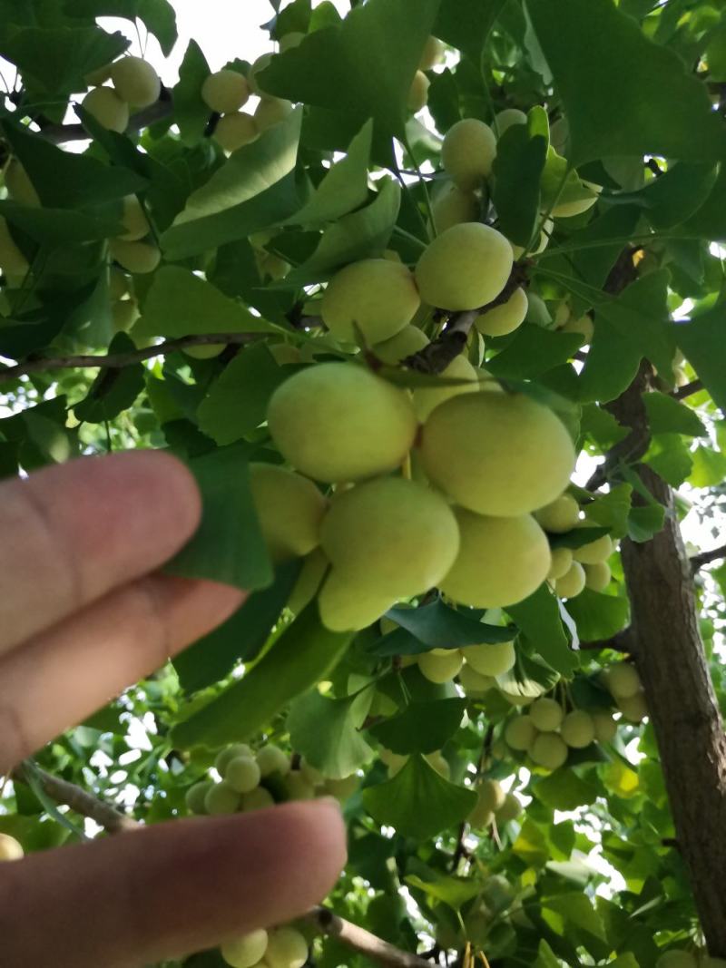 干果白果子新鲜白果仁可以生吃的白果仁优质白果种子