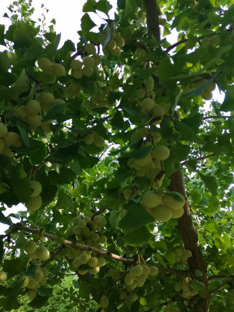 干果白果子新鲜白果仁可以生吃的白果仁优质白果种子