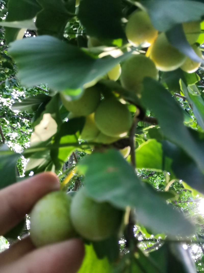 干果白果子新鲜白果仁可以生吃的白果仁优质白果种子