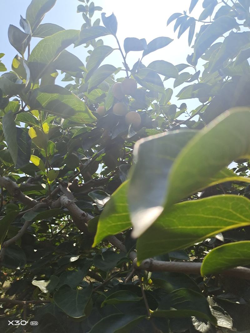 柿子，高原特产，物美价廉品种齐全，欢迎新老客户咨询选购