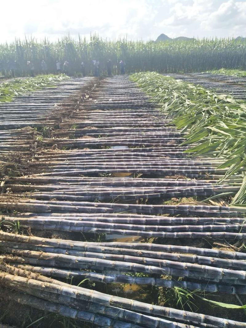 精品黑皮甘蔗产地供应质量保证有便宜回头车诚信经营